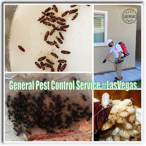 lv pest control|pest control las vegas.